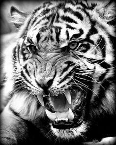 a black and white photo of a tiger with it's mouth open showing teeth