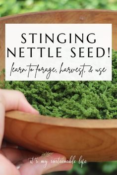 someone is holding a wooden bowl filled with green herbs and the words, stringing nettle seed