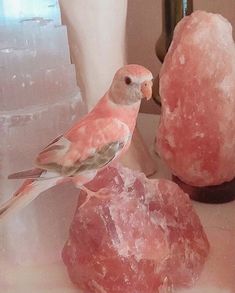 a bird sitting on top of a rock next to some pink rocks and other items