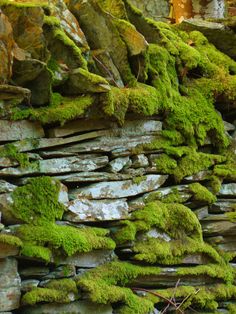 moss growing on the side of a stone wall