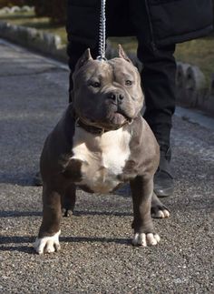 a brown and white dog standing on top of a sidewalk next to a person wearing black pants