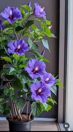 a potted plant with purple flowers and green leaves