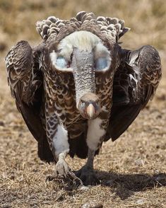 a large bird standing on its hind legs in the grass with it's eyes open