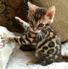 a small kitten playing with a stuffed animal