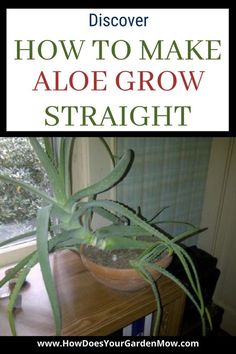 a potted plant with the words how to make aloe grow straight above it