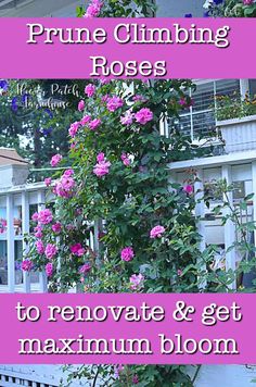 the words prune climbing roses to renovate and get maximum bloom