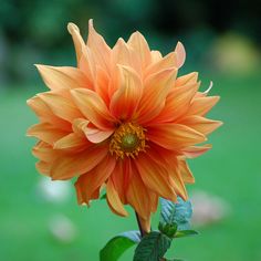 an orange flower with green grass in the background