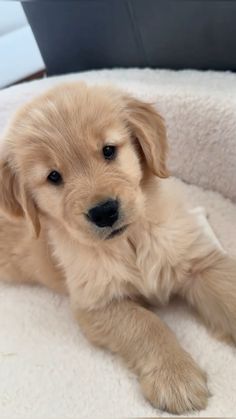 a small dog laying on top of a bed