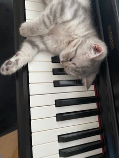 a kitten is laying on top of a piano and playing with it's paw