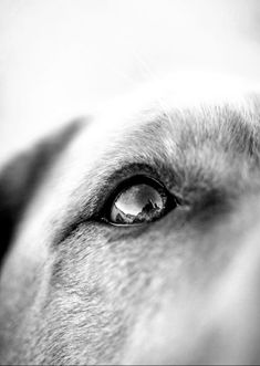 a dog's eye is shown in black and white