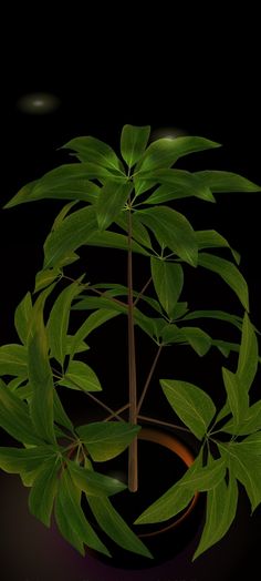 a green plant in a brown pot on a black background