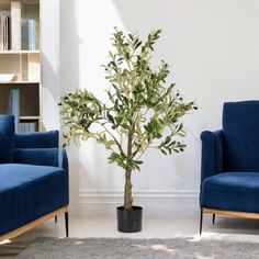 a living room with two blue chairs and a potted tree in the middle of the room