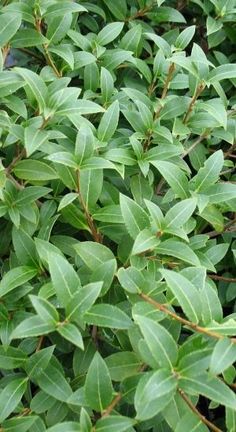 green leaves are growing on the branches of this shrub, which is almost ready to be picked