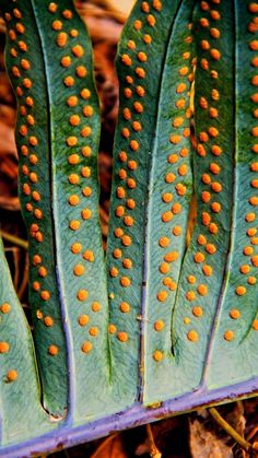 some very pretty green leaves with orange dots on them