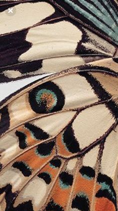 a close up of a butterfly's wing and wings