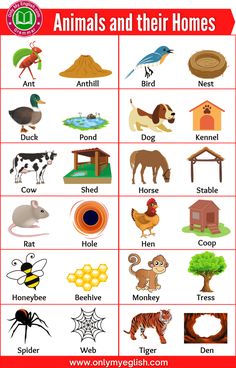 an animal and their homes poster with the words animals and their homes in english on it