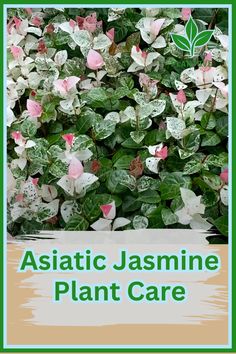 a plant with white and pink flowers in the center, against a green background that says astatic jasmine plant care