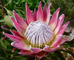 a large pink flower with green leaves in the backgrouund and white petals