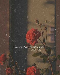 red roses with the words give your heart safe hands