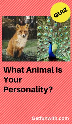 an animal is sitting next to a peacock and another bird with the words quiz what animal is your personality?