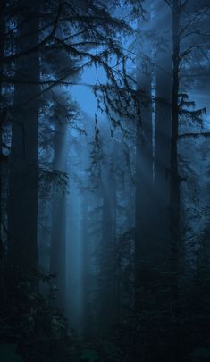 the sun shines through the foggy trees in this dark, mysterious forest scene