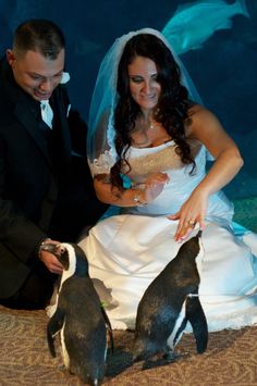 a bride and groom are petting penguins in front of an aquarium tank at their wedding