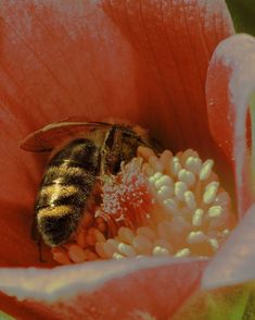 a bee sitting on top of a pink flower with pollen in it's center