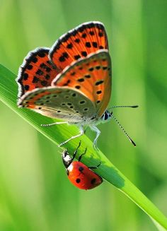 two butterflies sitting on top of a green leaf