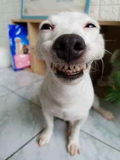 a close up of a dog with its mouth open and tongue out, sitting on the floor