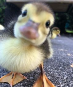 a baby duck standing on top of a cement ground next to an orange banana peel