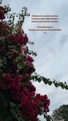 flowers growing on the side of a building with a poem written below it that reads, i'm not sure what to expect