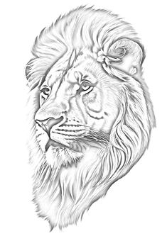 Lion Tattoo, Amazing Art, Lion, Black And Grey, Drawings, Grey, Black, Art