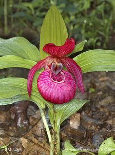 a pink flower with green leaves on the ground