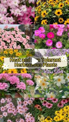 many different types of flowers with the words heat and n tolerant herb locus plants