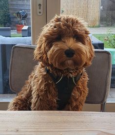 a brown dog sitting on top of a wooden table