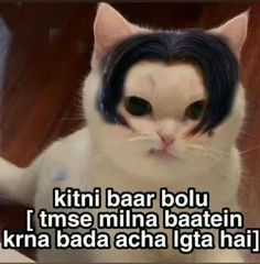 a white and black cat wearing a wig with the caption kitti bar bou