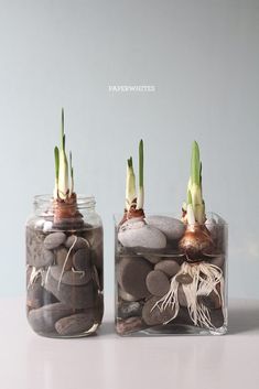 two glass jars filled with rocks and plants