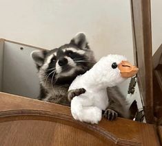 a raccoon looking at its reflection in a mirror with a stuffed duck on it