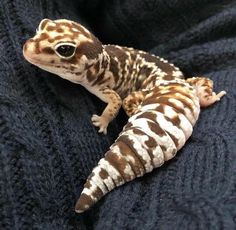 a small gecko sitting on top of a blue blanket