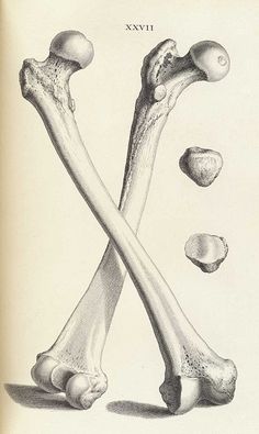 an old book with two bones and one bone in the middle is opened to show what appears to be x - rays