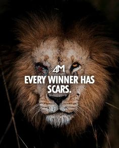 a lion with the words, every winner has scars on it's face and eyes