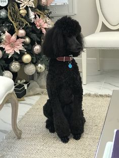 a black poodle sitting in front of a christmas tree