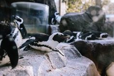 there are many penguins sitting on the rocks