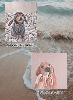 two pictures of a dog on the beach with waves crashing in front of them and an image of a dog wearing a hat