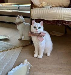 a white cat wearing a pink bow tie standing in front of a mirror