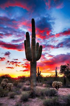 a large cactus standing in the middle of a desert at sunset with clouds above it