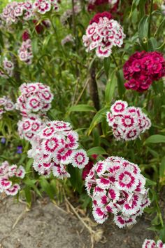 some pink and white flowers are growing in the dirt