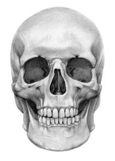 a drawing of a human skull