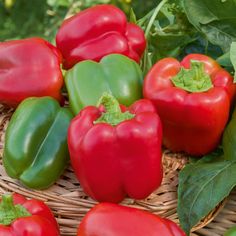 several red and green peppers in a wicker basket on the ground next to leaves