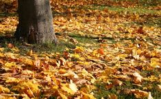 the leaves on the ground are covering the grass